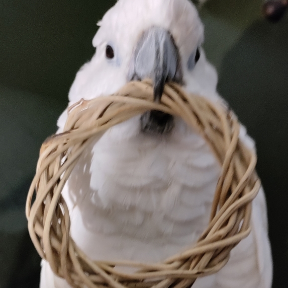 Meet your Poshers, Jan, Girly, Snowy, Calypso, and Sam. - Picture 2 of 4